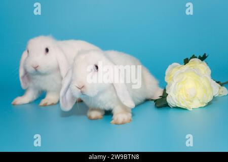 Due conigli e fiori decorativi bianchi a pieghe su sfondo blu Foto Stock