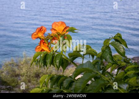 Fiori d'arancio della grandiflora di Campsis, che crescono sulla costa accanto alla Casa Bianca Durrell a Kalami, Corfù, Grecia. Acque calme del Mar Ionio Foto Stock