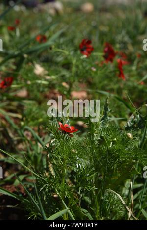 Occhio di fagiano Adonis annua fiore in primavera Foto Stock