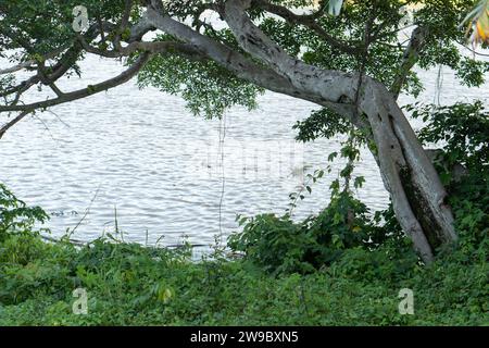 Bellissime vedute rurali naturali sulle montagne e fitte foreste pluviali tropicali, Asia Indonesia Foto Stock