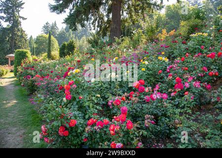 rose garden portland, oregon Foto Stock