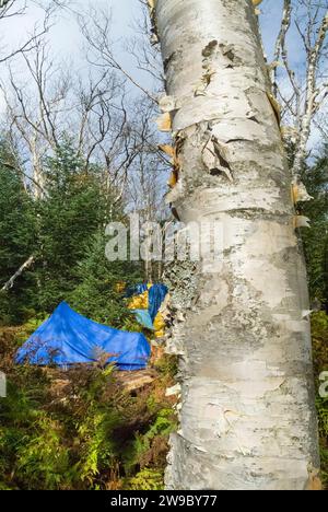 Tenda presso l'Unknown Pond Tentsite a Kilkenny, New Hampshire; questo campeggio si trova al di fuori dell'Unknown Pond Trail, vicino allo Unknown Pond. Foto Stock