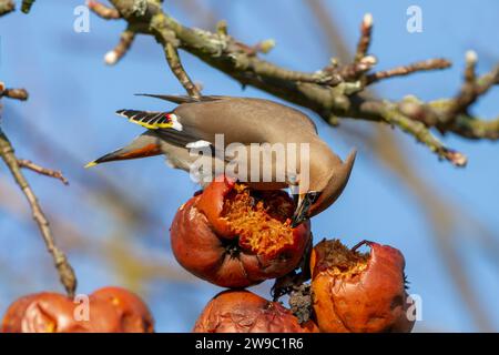 Ceretta bohémien nell'albero di mele che brindano con mele marciscono Foto Stock