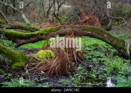 Vom Wind geformte Bäume im Innern der Atlantikinsel Ouessant Foto Stock