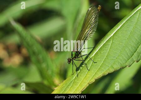 La band Demoiselle Damselfly riposa sulla vegetazione Foto Stock