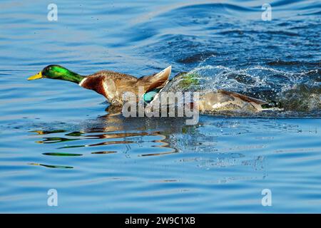 Mallard Ducks che combatte con spruzzi d'acqua Foto Stock