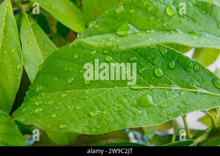 L'acqua goccia dopo la pioggia su foglie di avocado Foto Stock