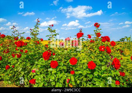 Rose scarlatte contro un cielo blu. Giardino delle rose nel parco inferiore di Peterhof. Foto Stock