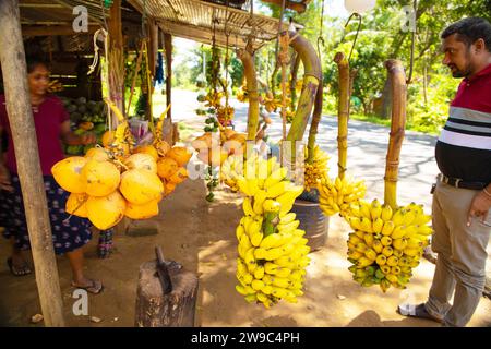 Kalutara, Sri Lanka, 8 febbraio 2023. Bancarelle di frutta a lato della strada che vendono banane e altri frutti in Sri Lanka. noci di cocco gialle mature sospese insieme a b Foto Stock