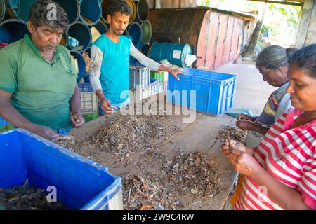 Negombo, Sri Lanka. 9 febbraio 2023. Cibo asiatico. Cucina dello Sri Lanka. le persone lavorano filetti di tonno essiccati in una piccola fabbrica privata nello sri lanka. wor Foto Stock