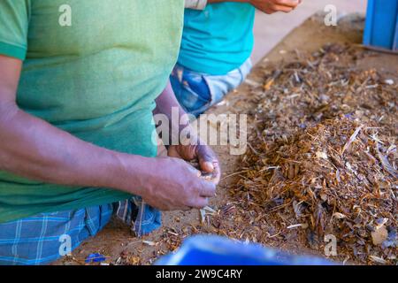 Negombo, Sri Lanka. 9 febbraio 2023. Cibo asiatico. Cucina dello Sri Lanka. le persone lavorano filetti di tonno essiccati in una piccola fabbrica privata nello sri lanka. wor Foto Stock