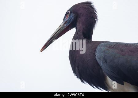 Questa immagine ravvicinata cattura il profilo intrigante della cicogna di un Abdim, con le sue piume nere-viola lucide e la pancia bianca a contrasto. Il becco lungo e appuntito e lo sguardo intatto dell'uccello gli danno un aspetto curioso, come se osservasse l'ambiente circostante. Notevoli sono la delicata lucentezza iridescente delle piume e la pelle rossa intorno agli occhi, che ne aggiunge un aspetto distintivo. Lo sfondo bianco e crudo isola la cicogna, attirando la massima attenzione sulla sua forma e le sue caratteristiche. La cicogna curiosa di Abdim. Foto di alta qualità Foto Stock