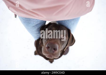 Donna con adorabile cane Labrador Retriever sulla neve, sopra la vista Foto Stock