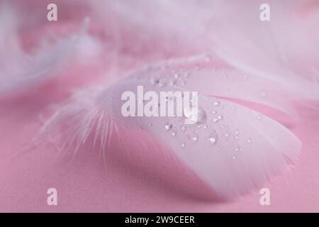 Piume bianche soffici con gocce d'acqua su sfondo rosa, primo piano Foto Stock