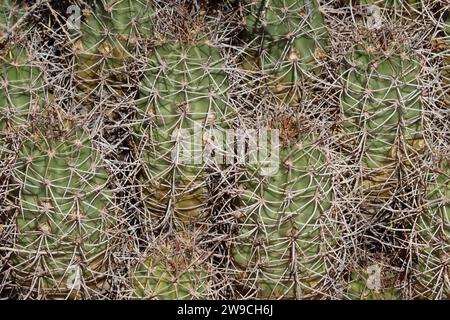 Mohave Mound Cactus, Echinocereus Mojavensis, un nativo con spine curve provenienti da areole non glochidiate, autunno nei Monti Little San Bernardino. Foto Stock