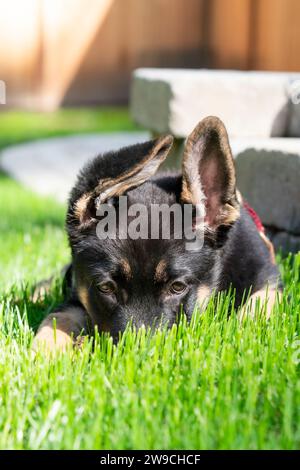 Adorabile cucciolo pastore tedesco con il naso nell'erba e il sole sulla sua pelliccia. Foto Stock