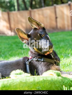 Divertente cucciolo pastore tedesco inclinando la testa per alzare le orecchie. E' sdraiata nel soleggiato giardino sul retro. Foto Stock