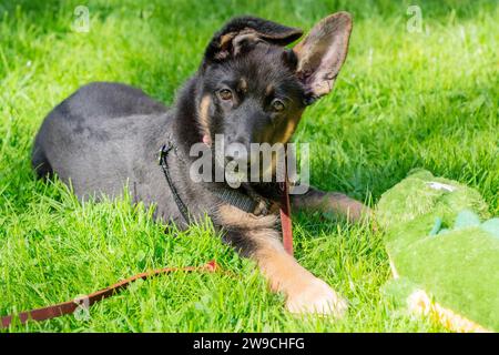 Adorabile cucciolo pastore tedesco sdraiato al sole guardando direttamente la macchina fotografica. Foto Stock