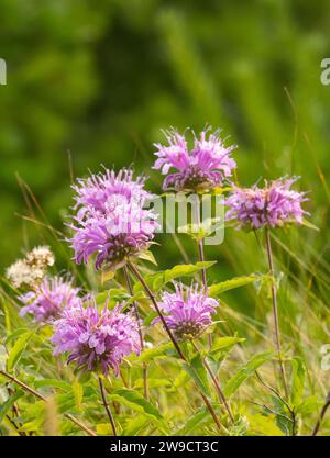 Bergamotto selvatico illuminato dal sole in piena fioritura con fiori rosa brillante. Foto Stock