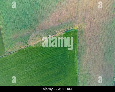 Questa immagine presenta una prospettiva aerea di un mosaico di terreni agricoli, che mostra diverse sfumature di campi verdi e marroni. La netta demarcazione lineare tra i campi è attenuata dalla presenza di alcuni alberi, che fanno pensare a un misto di attività agricola umana e elementi naturali. Le tonalità e le consistenze suggeriscono colture o fasi diverse di preparazione del campo, fornendo un senso del ciclo agricolo. Veduta aerea del Patchwork agricolo. Foto di alta qualità Foto Stock