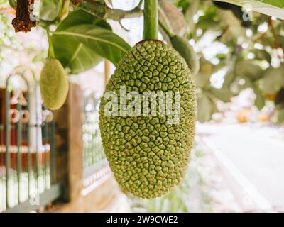 Jackfruit con bokeh. Fotografia macro. Adatto per lo sfondo. Foto Stock