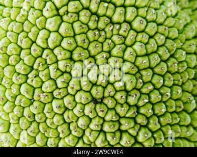 Consistenza superficiale jackfruit. Fotografia macro. Adatto per lo sfondo. Foto Stock