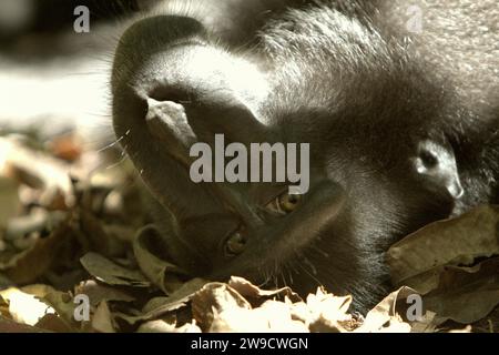 Un macaco di Sulawesi a cecco nero (Macaca nigra) fissa mentre viene fotografato, giacché si trova a terra nella foresta di Tangkoko, Sulawesi settentrionale, Indonesia. L'International Union for Conservation of Nature (IUCN) conclude che l'aumento delle temperature ha portato, tra l'altro, a cambiamenti ecologici, comportamentali e fisiologici nelle specie animali e nella biodiversità. "Oltre all'aumento dei tassi di malattia e di habitat degradati, il cambiamento climatico sta anche causando cambiamenti nelle specie stesse, che minacciano la loro sopravvivenza", hanno scritto in una pubblicazione del 19 dicembre 2023 su IUCN.org. Foto Stock