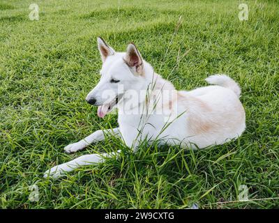 White Shepherd o Canaan o Husky Dog siberiano misto mentre è sdraiato sull'erba verde Foto Stock