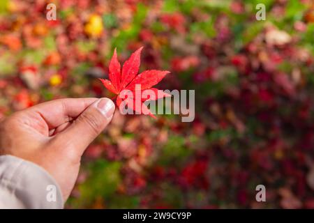 Foglia rossa con mano al parco Kasagiyama momiji di Kyoto in autunno Foto Stock