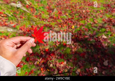 Foglia rossa con mano al parco Kasagiyama momiji di Kyoto in autunno Foto Stock