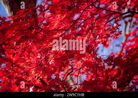 Foglie rosse al parco Kasagiyama momiji a Kyoto in autunno sparato teleshoto Foto Stock