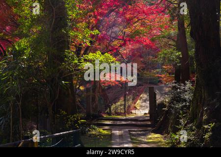 Foglie rosse al parco Kasagiyama momiji di Kyoto in autunno Foto Stock