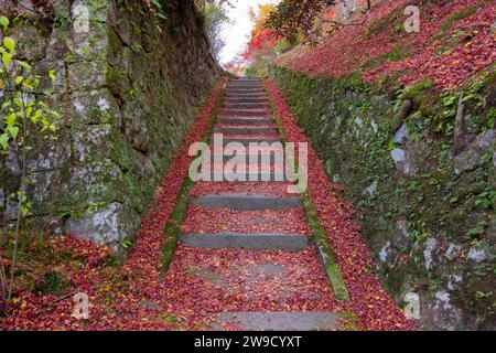 Foglie rosse al parco Kasagiyama momiji di Kyoto in autunno Foto Stock