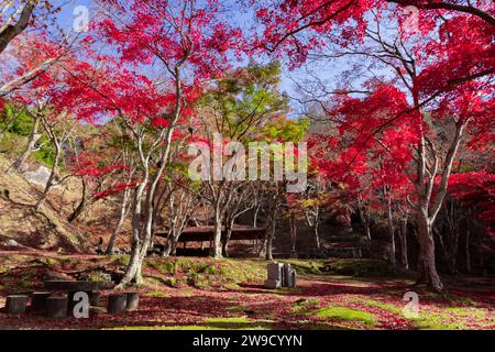Foglie rosse al parco Kasagiyama momiji a Kyoto in autunno sparato teleshoto Foto Stock