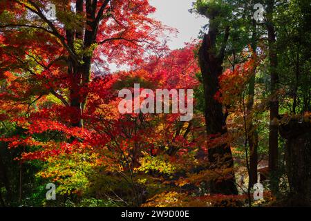Foglie rosse al parco Kasagiyama momiji di Kyoto in autunno Foto Stock