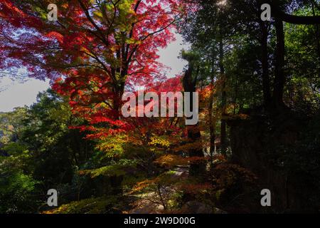 Foglie rosse al parco Kasagiyama momiji di Kyoto in autunno Foto Stock