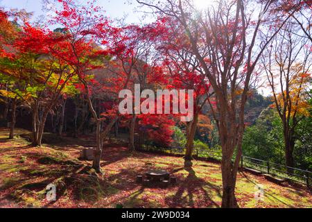 Foglie rosse al parco Kasagiyama momiji di Kyoto in autunno Foto Stock