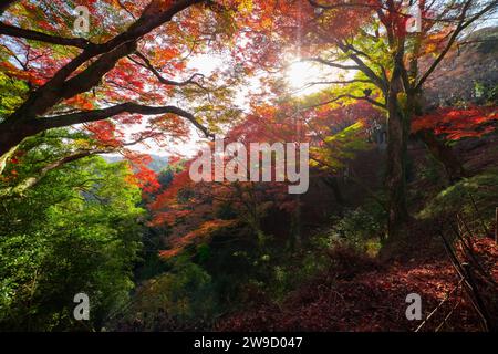 Foglie rosse al parco Kasagiyama momiji di Kyoto in autunno Foto Stock