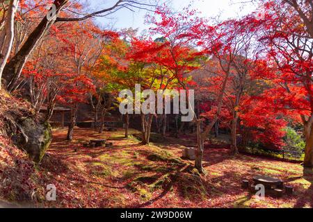 Foglie rosse al parco Kasagiyama momiji di Kyoto in autunno Foto Stock