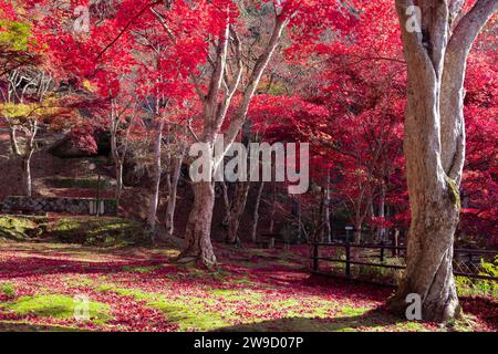 Foglie rosse al parco Kasagiyama momiji a Kyoto in autunno sparato teleshoto Foto Stock