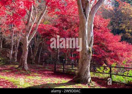 Foglie rosse al parco Kasagiyama momiji a Kyoto in autunno sparato teleshoto Foto Stock
