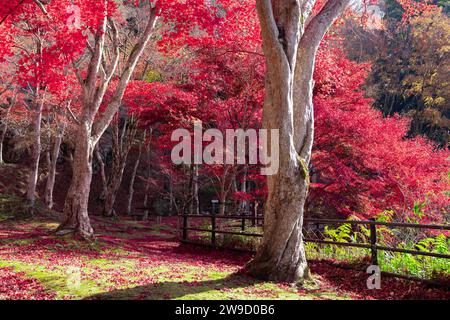 Foglie rosse al parco Kasagiyama momiji a Kyoto in autunno sparato teleshoto Foto Stock