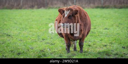 Mucca incinta marrone in piedi nel prato. Vista frontale. Foto Stock