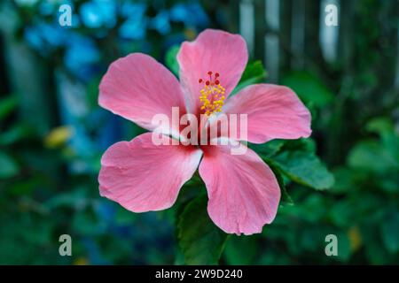 Fiore rosa in piena fioritura Foto Stock