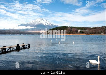 I cigni nuotano sul lago Yamanaka di fronte al monte Fuji nella prefettura di Yamanashi in una soleggiata giornata invernale. Foto Stock