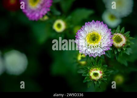 Fiore di Jasmin dai giardini invernali Foto Stock