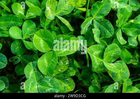 Trifoglio a quattro foglie tra trifoglio. Sfondo natura verde. Trifoglio a quattro foglie per una buona fortuna. Trovato speciale. Raro trovato nel prato. Verde Foto Stock