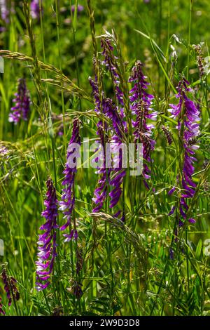 Vetch, vicia cracca preziosa pianta di miele, foraggio, e pianta medicinale. Fragile sfondo viola fiori. Woolly o Fodder vetch fiorisce in primavera gar Foto Stock