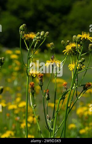 Pilosella caespitosa giallo brillante o Fiore di alghe di prato, da vicino. Hieracium pratense Tausch o Yellow King Devil è alto, fiorito, pianta selvatica, Foto Stock