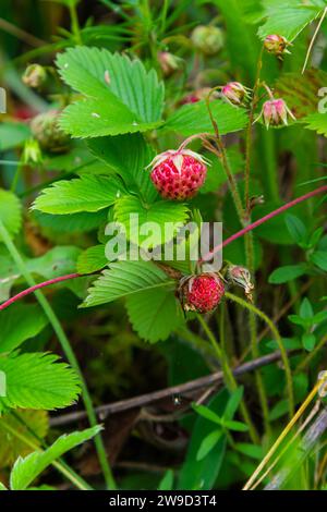 Bacche dolci mature di fragola cremosa, Fragaria viridis alla luce dorata della sera in natura estone. Foto Stock